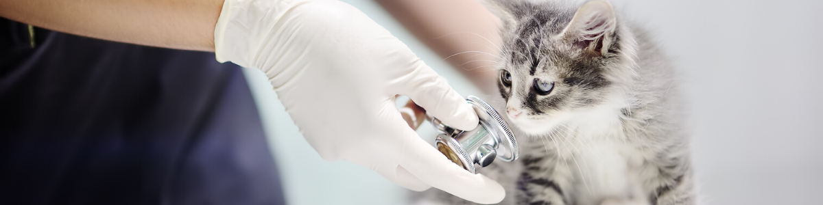 veterinarian-holding-a-stethoscope-and-a-kitten