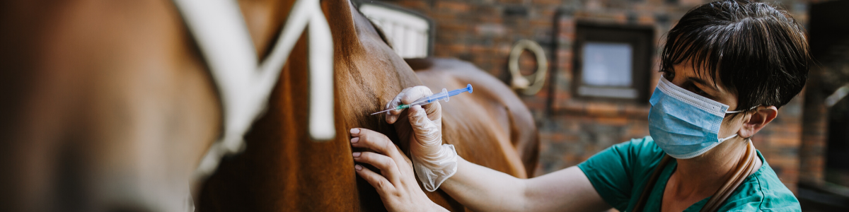 veterinarian-giving-a-horse-an-injection