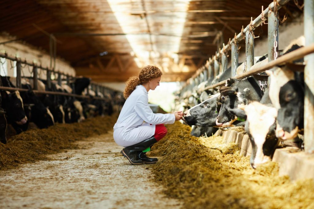 veterinarian-in-a-barn-with-cows