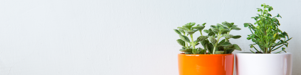potted indoor house plants