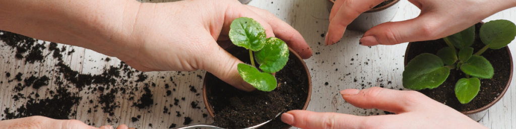 re-potting small house plants