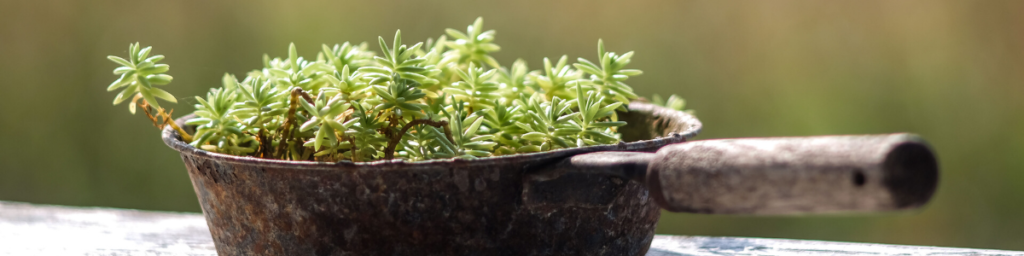 using vintage pan in creative gardening