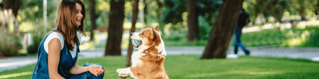 dog training