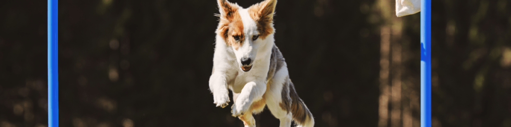 dog training