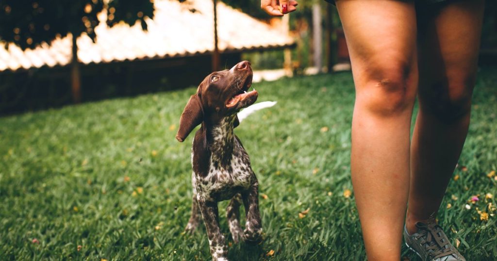 Jobs for people with anxiety dog walker