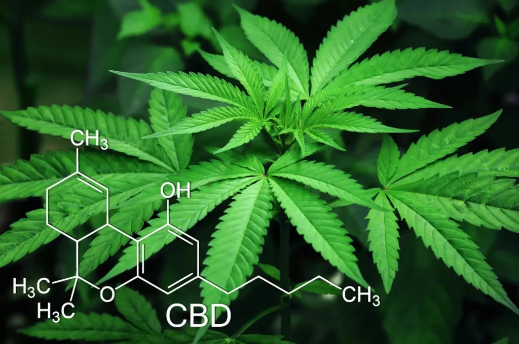 Cannabis Leaves and CBD Chemical Composition