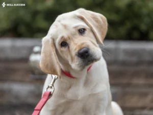 a confused dog