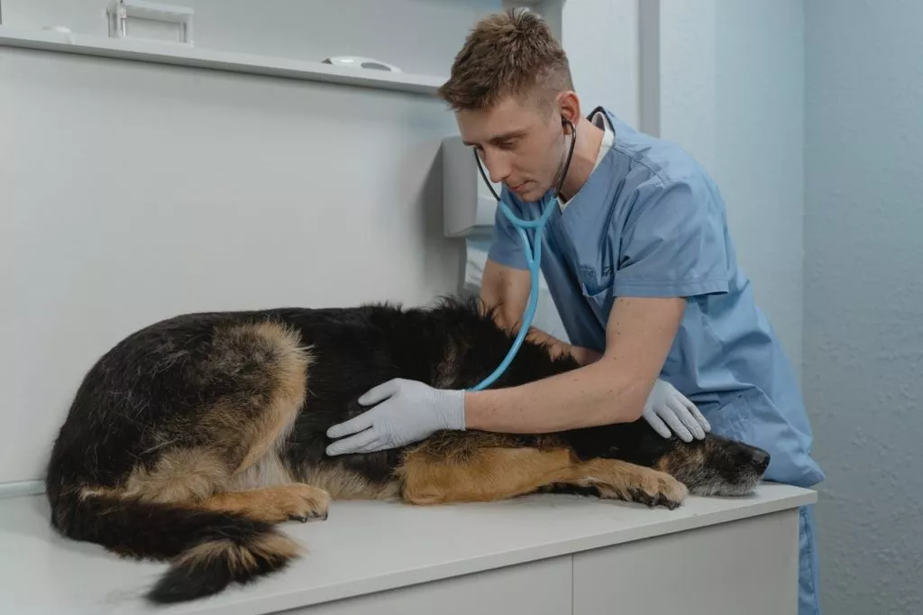 veterinarian treating sick dog